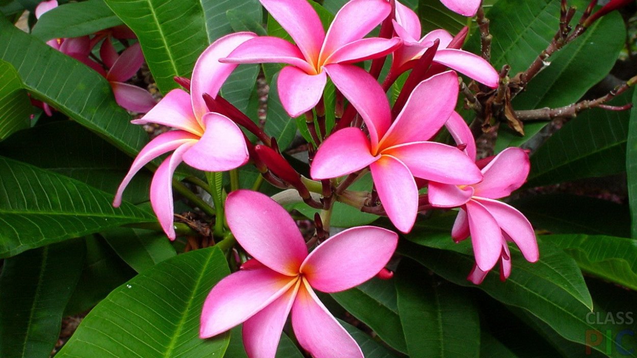 Цветы иллюстрация