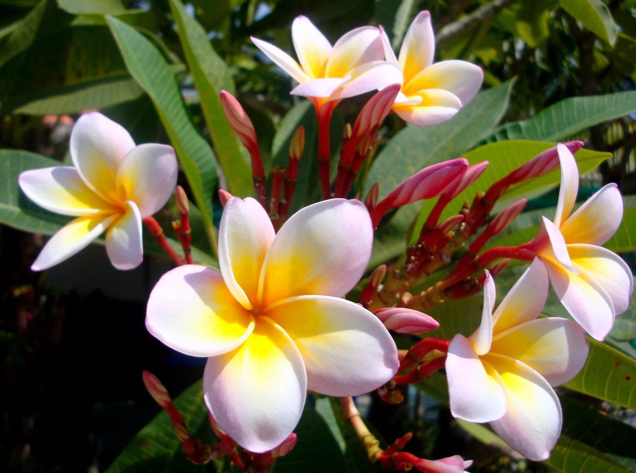 Цветы кетаке