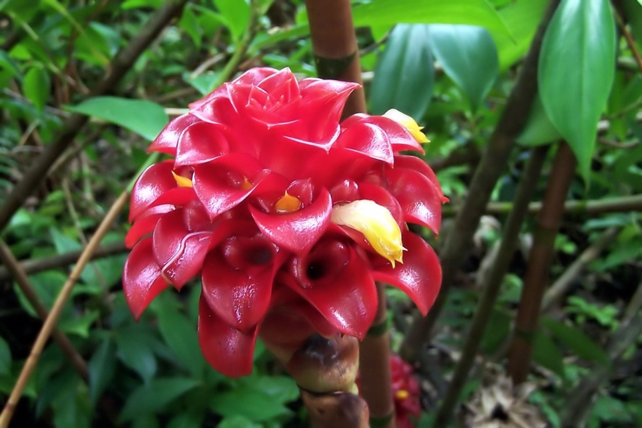 Магнолия чампака цветы