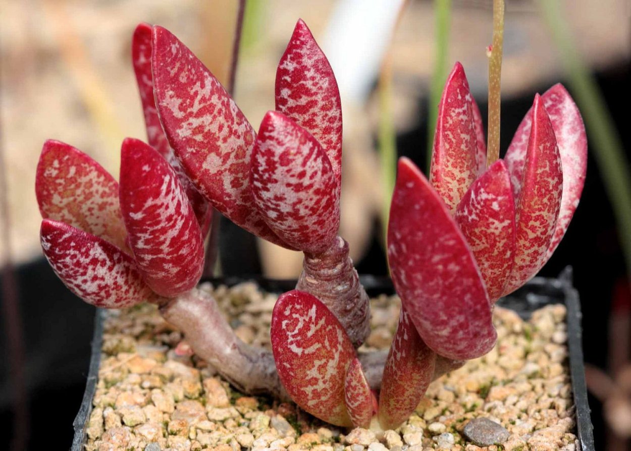 Цветок тилапия мангенсис