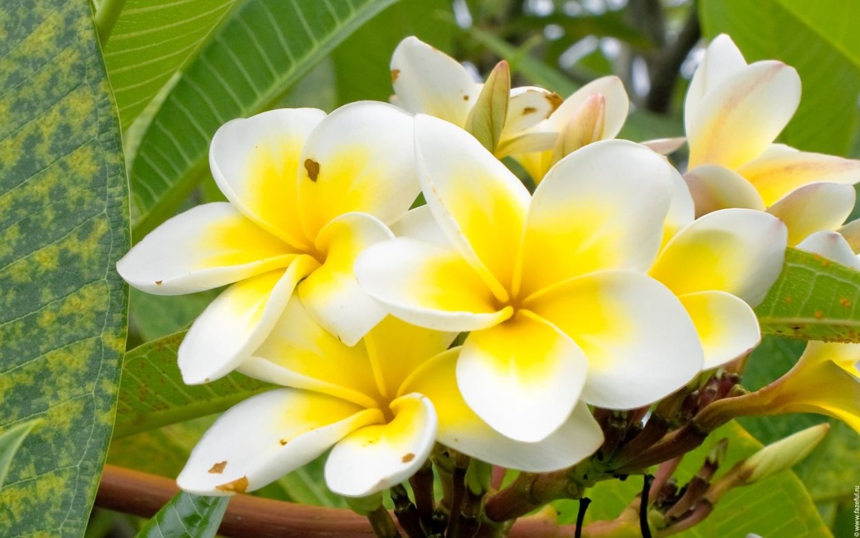 Имбирь растение