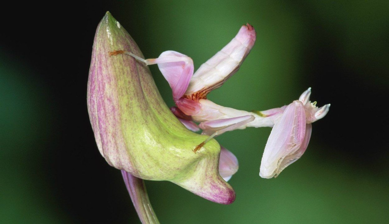 Зелень Эстетика