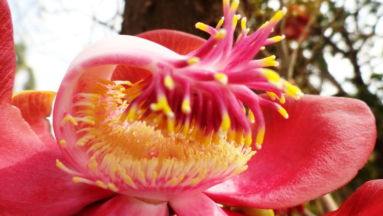 Плюмерия Франжипани