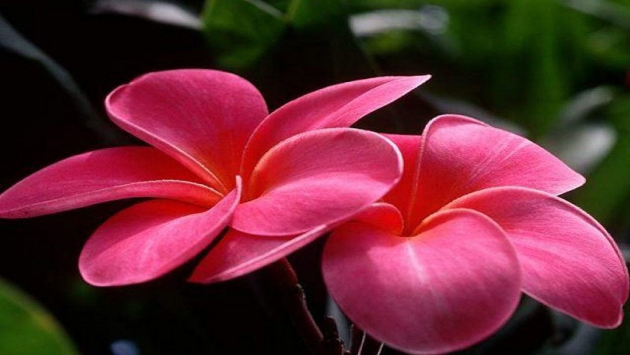 Комнатные цветы фото