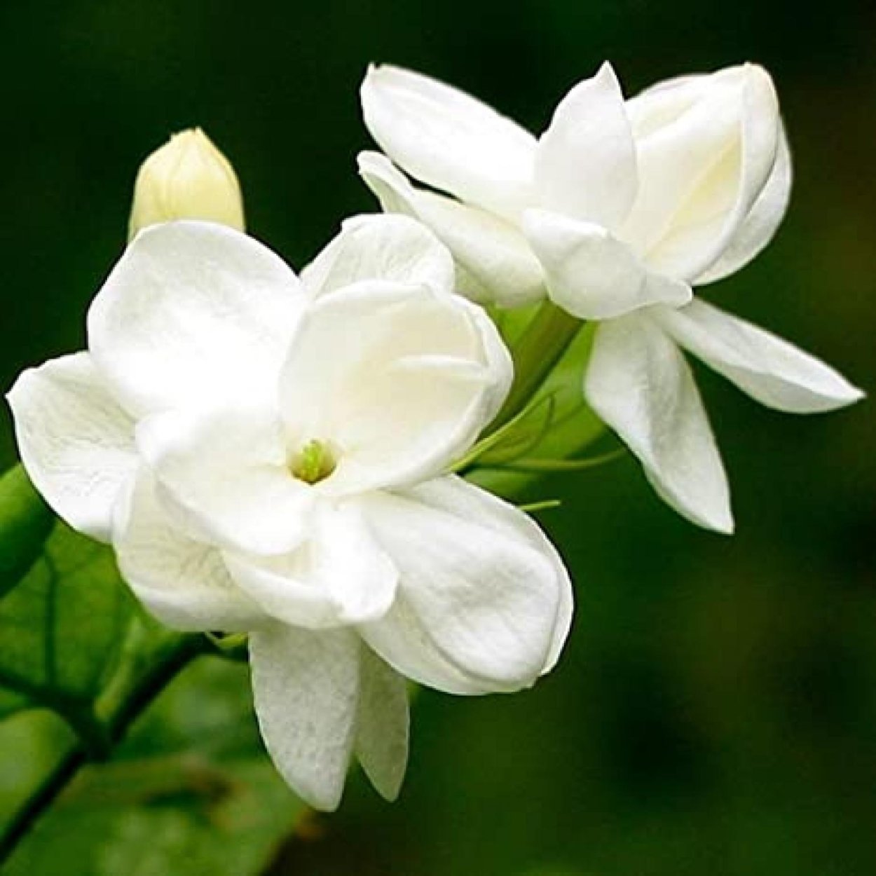 Цветок каллалисиус