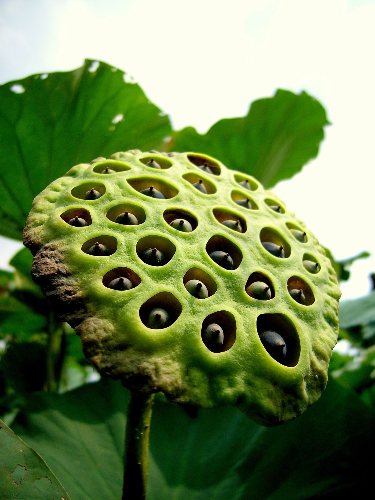 Лотос орехоносный плод