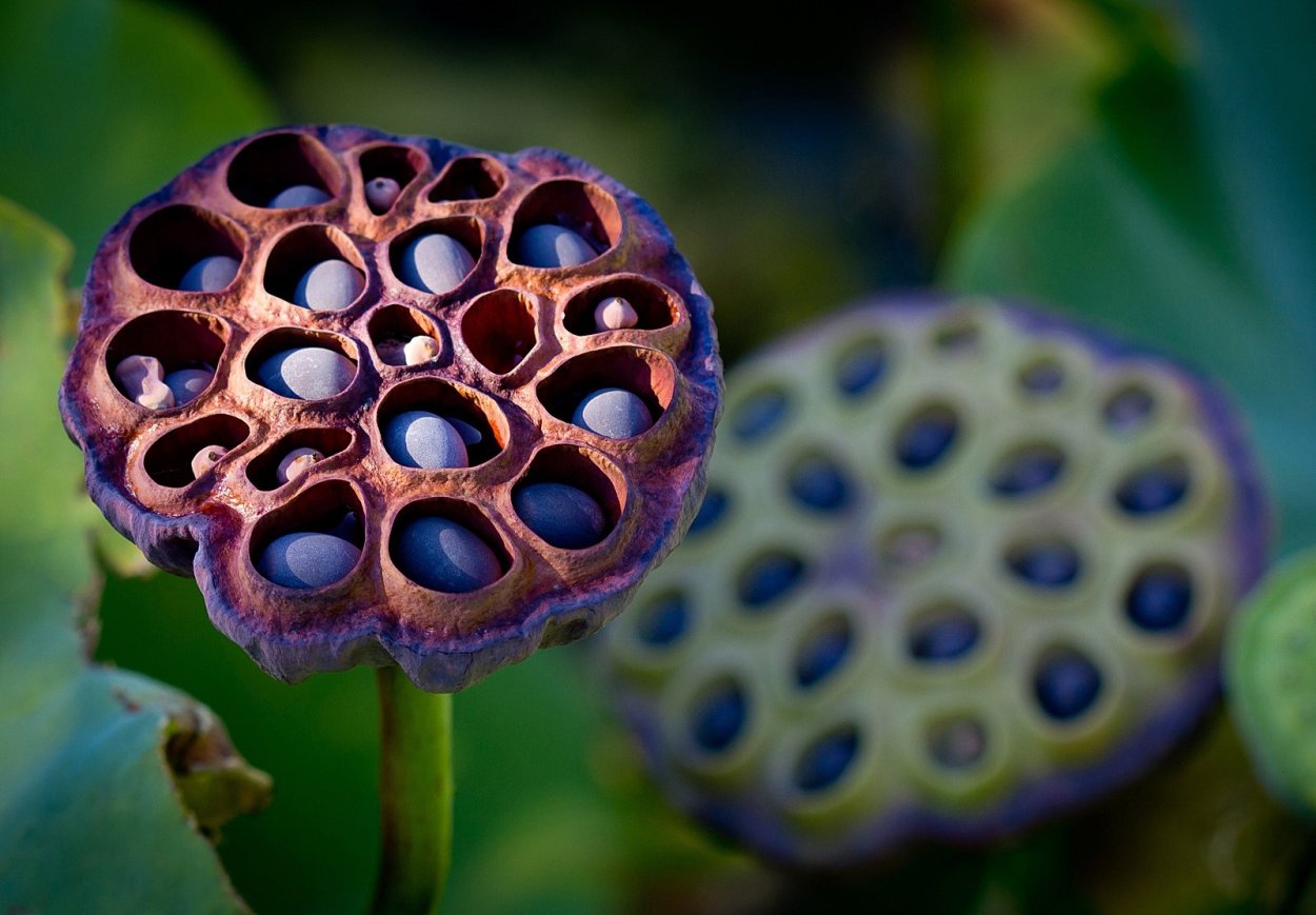 Трипофобия цветок лотоса