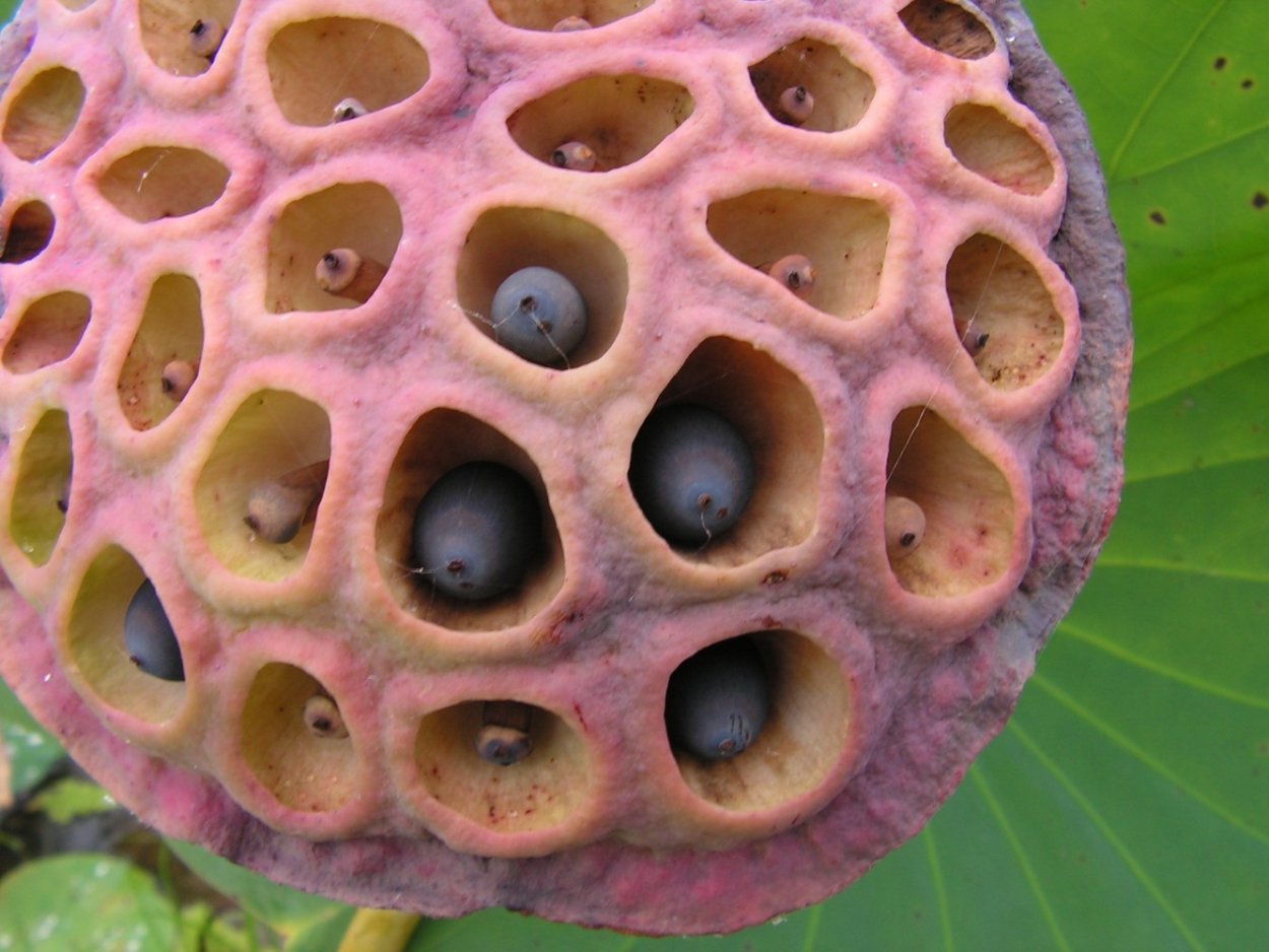 Стручок лотоса