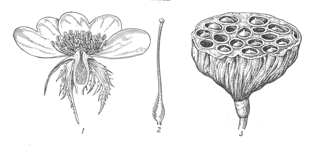 Трипофобия цветок лотоса