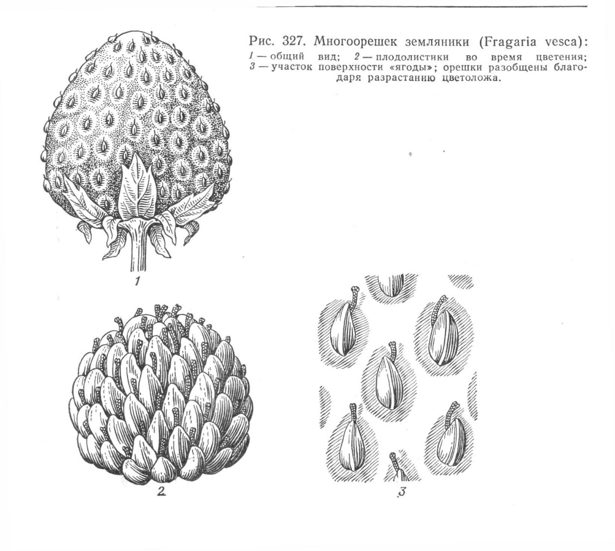 Пыльца лотоса