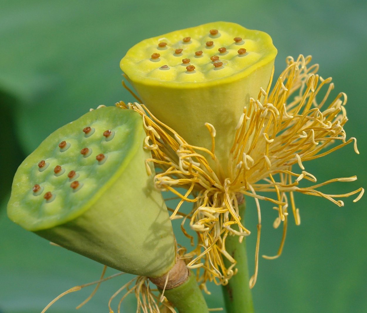 Лотос орехоносный корень