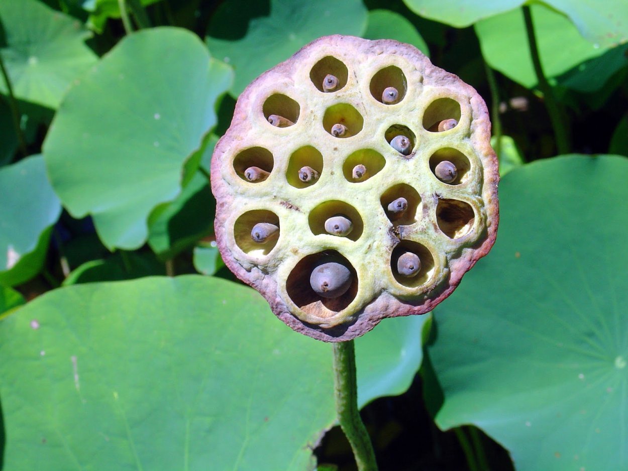 Лотос орехоносный плод