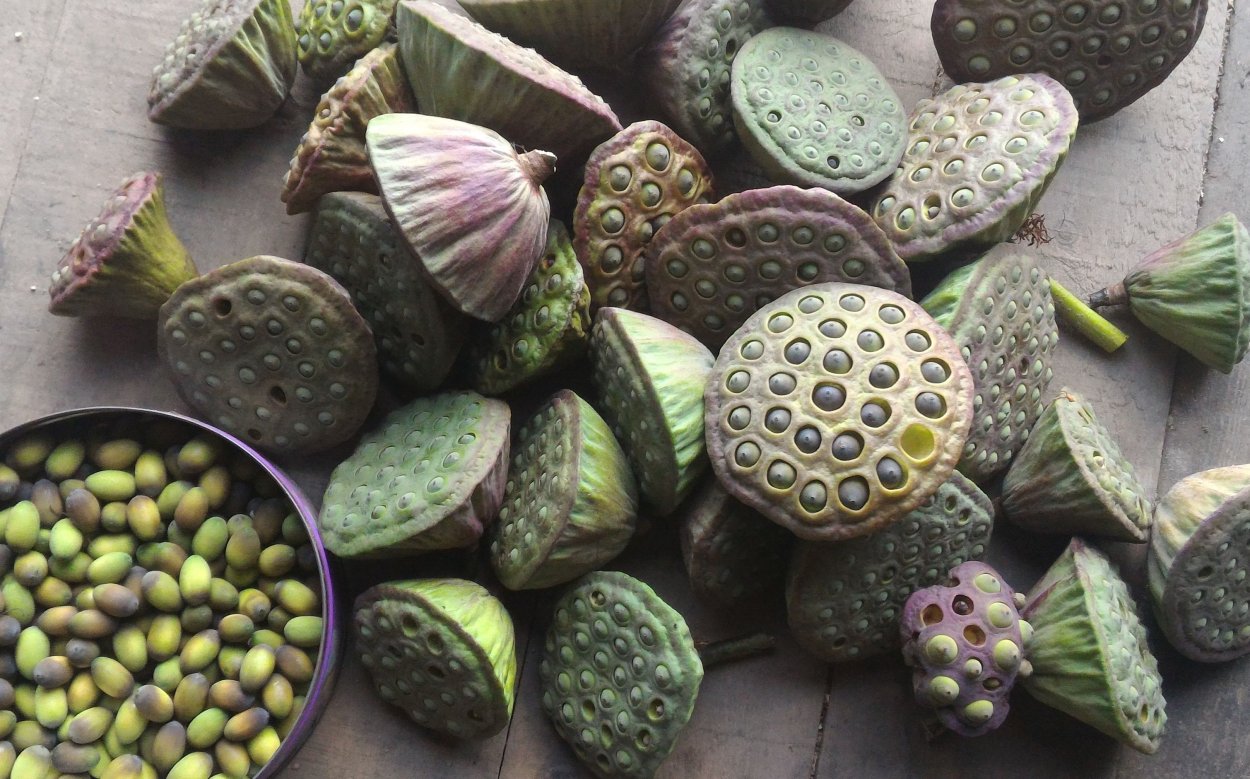 Семена лотоса Nelumbo nucifera