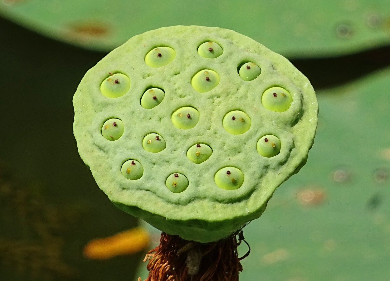 Лотос орехоносный семена