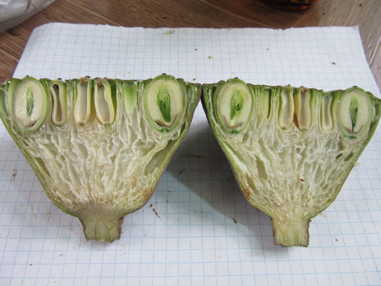 Семена лотоса трипофобия