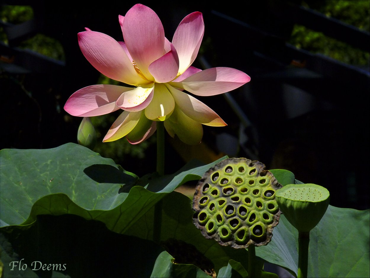 Лотос орехоносный плод