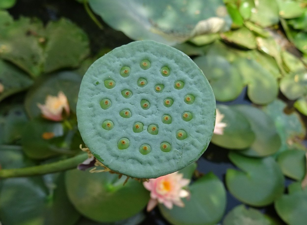 Трипофобия Лотос трипофобия Лотос