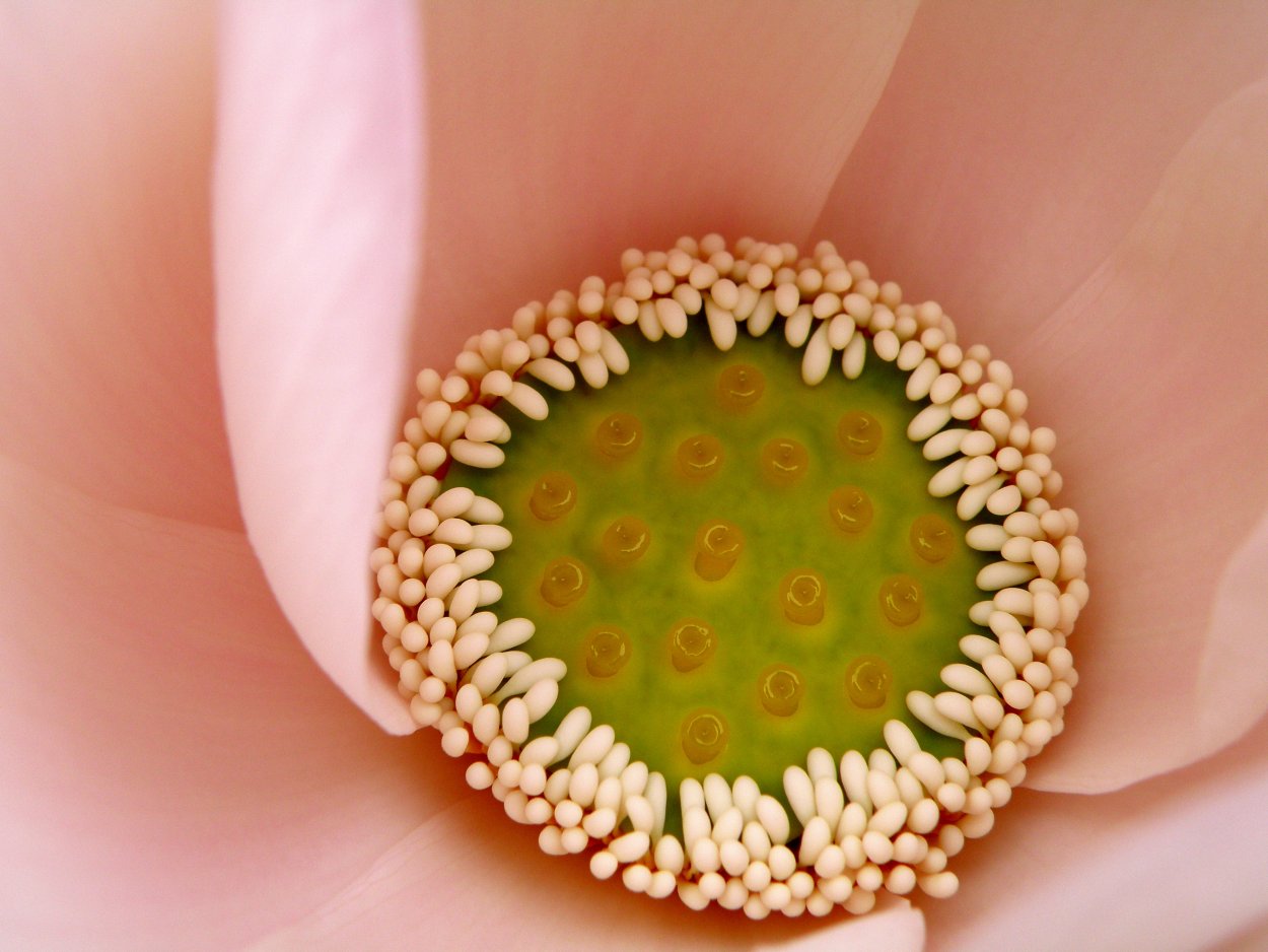 Лотос коробочки нелюмбо