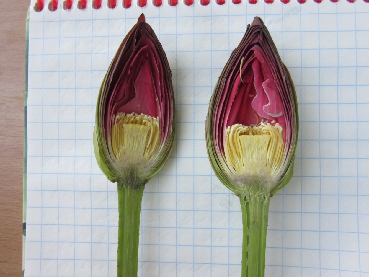 Коробочка лотоса в разрезе