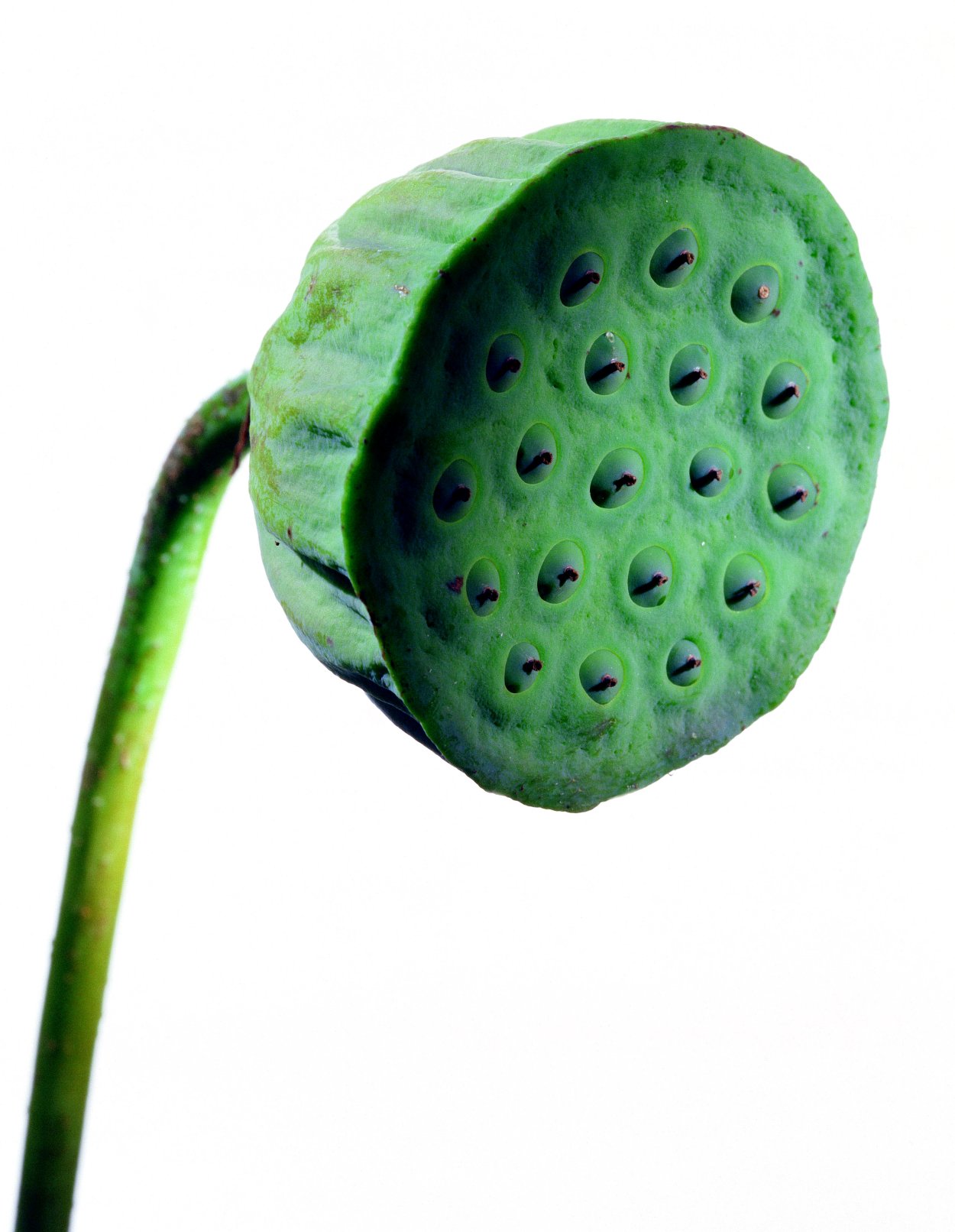 Лотос орехоносный орехи