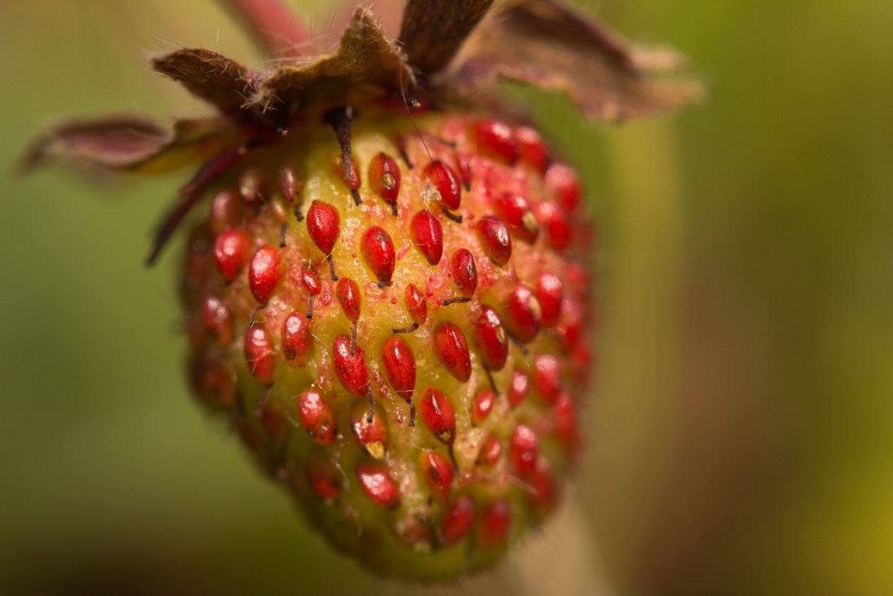 Сердцевина цветка