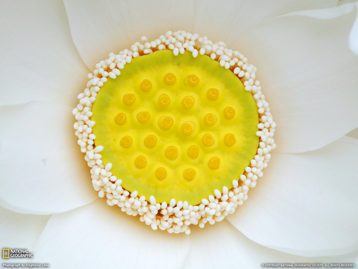 Цветок лотоса трипофобия цветет