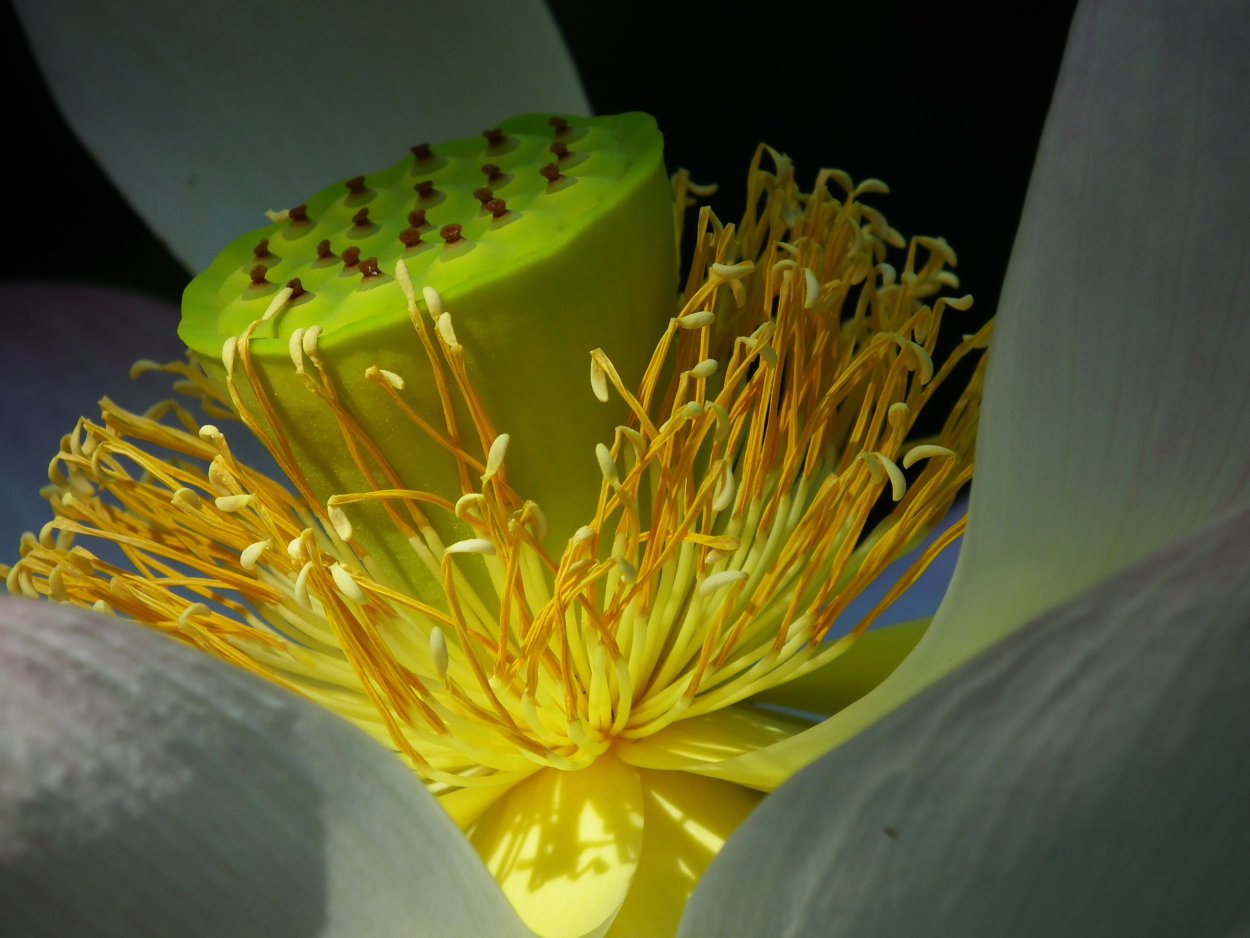 Лотос орехоносный коробочка