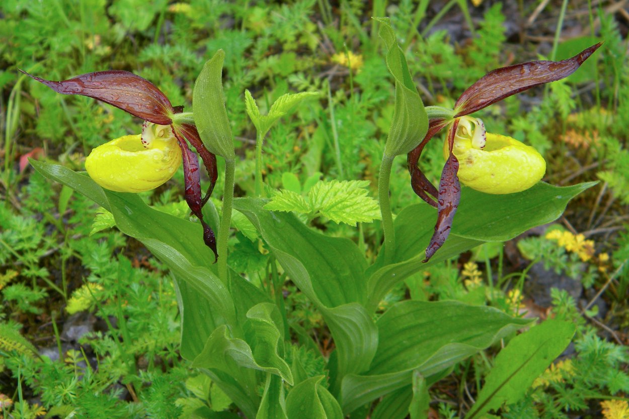 Венерин башмачок настоящий (Cypripedium calceolus)