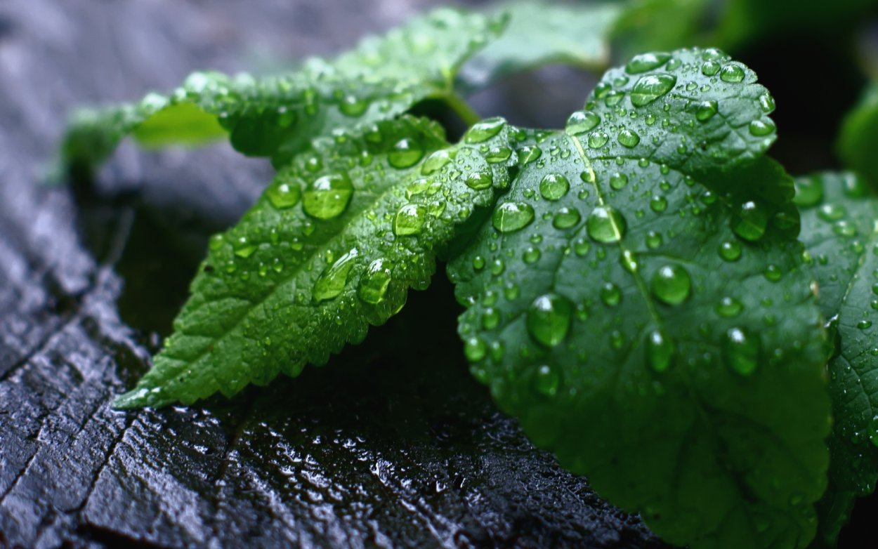 Роса на листьях