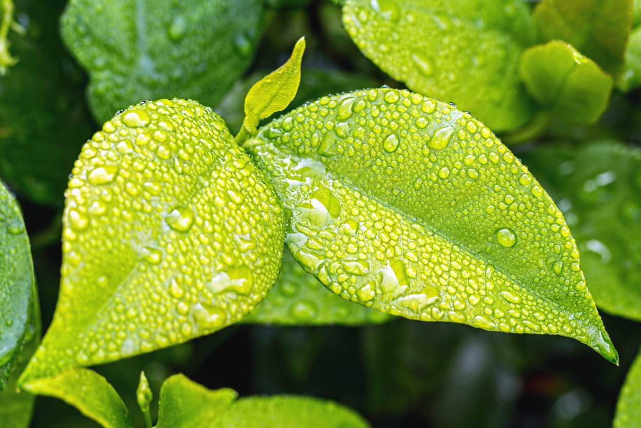 Зеленый лист