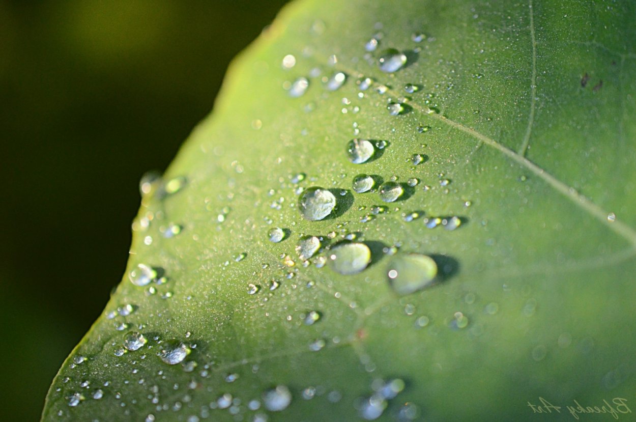 Роса на листке