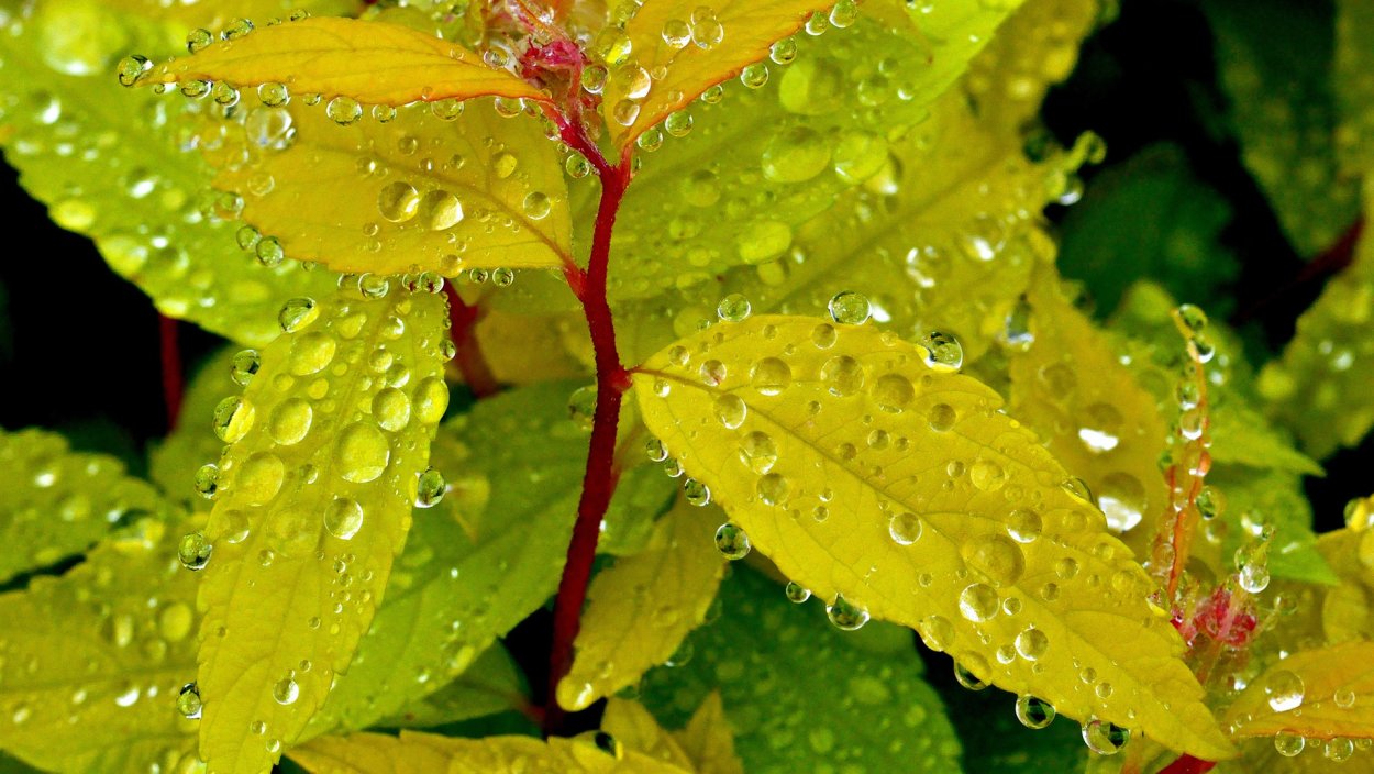 Мокрые листья