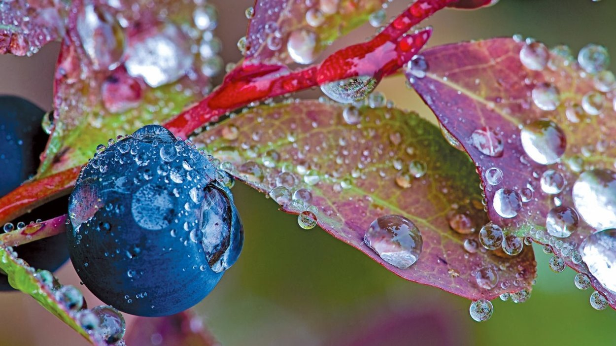 Красивые макрофотографии природы