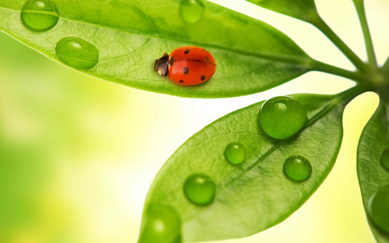 Роса на листьях