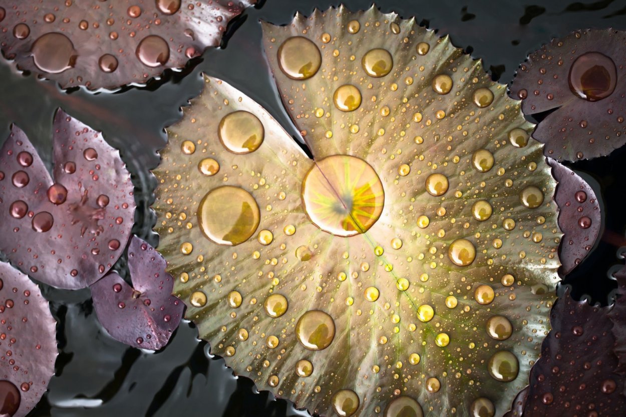 Лотос с каплями