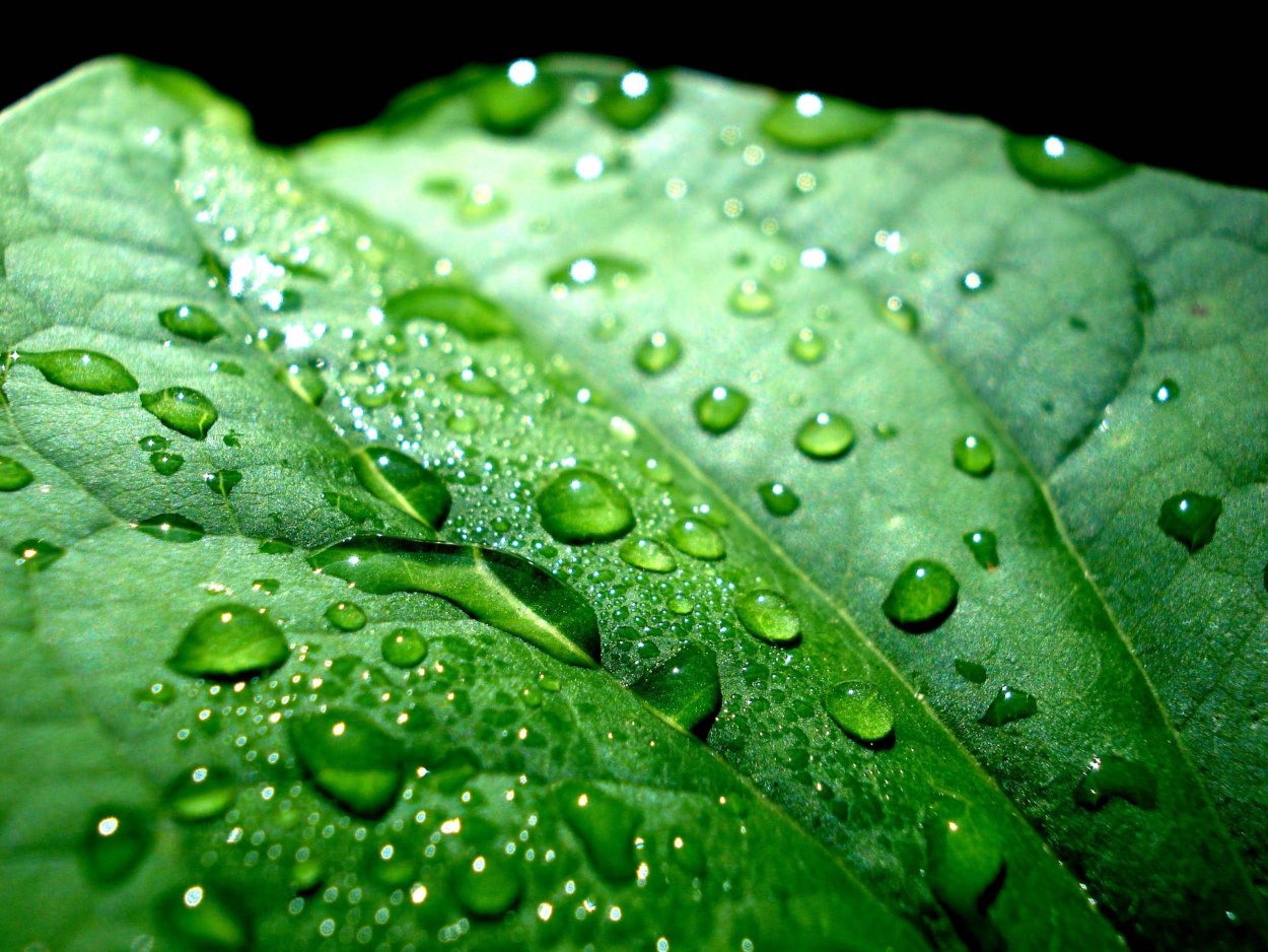 Салатовый лист