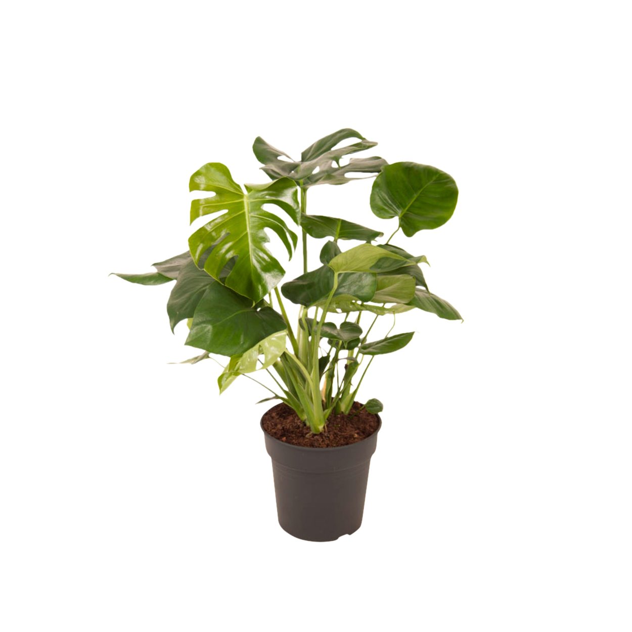 Филодендрон Green Wonder