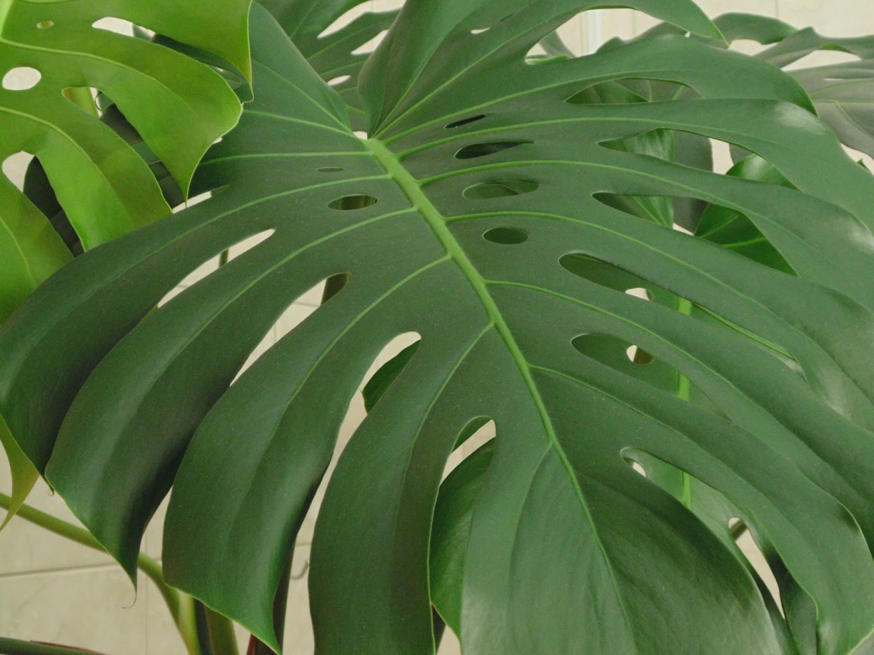 Монстера Делициоза (Monstera deliciosa)