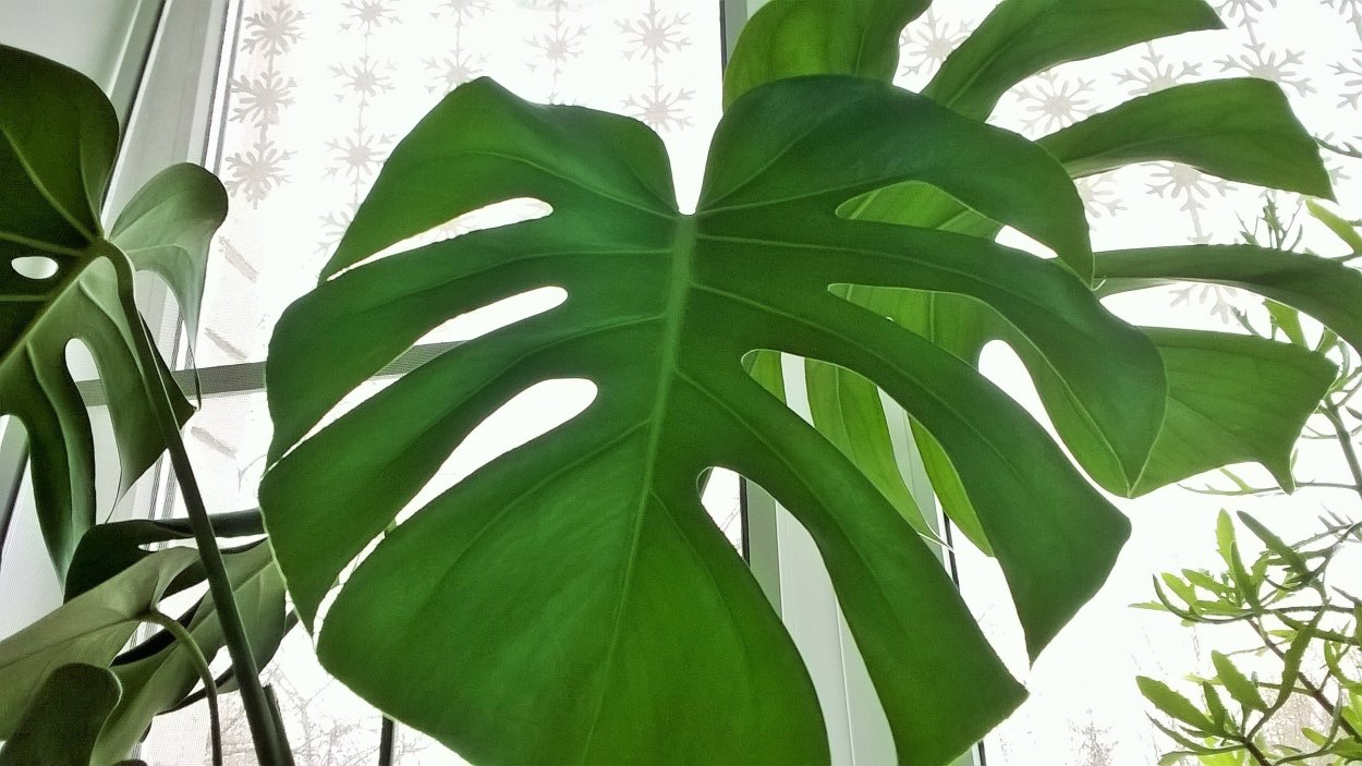 Monstera standleyana пестрая