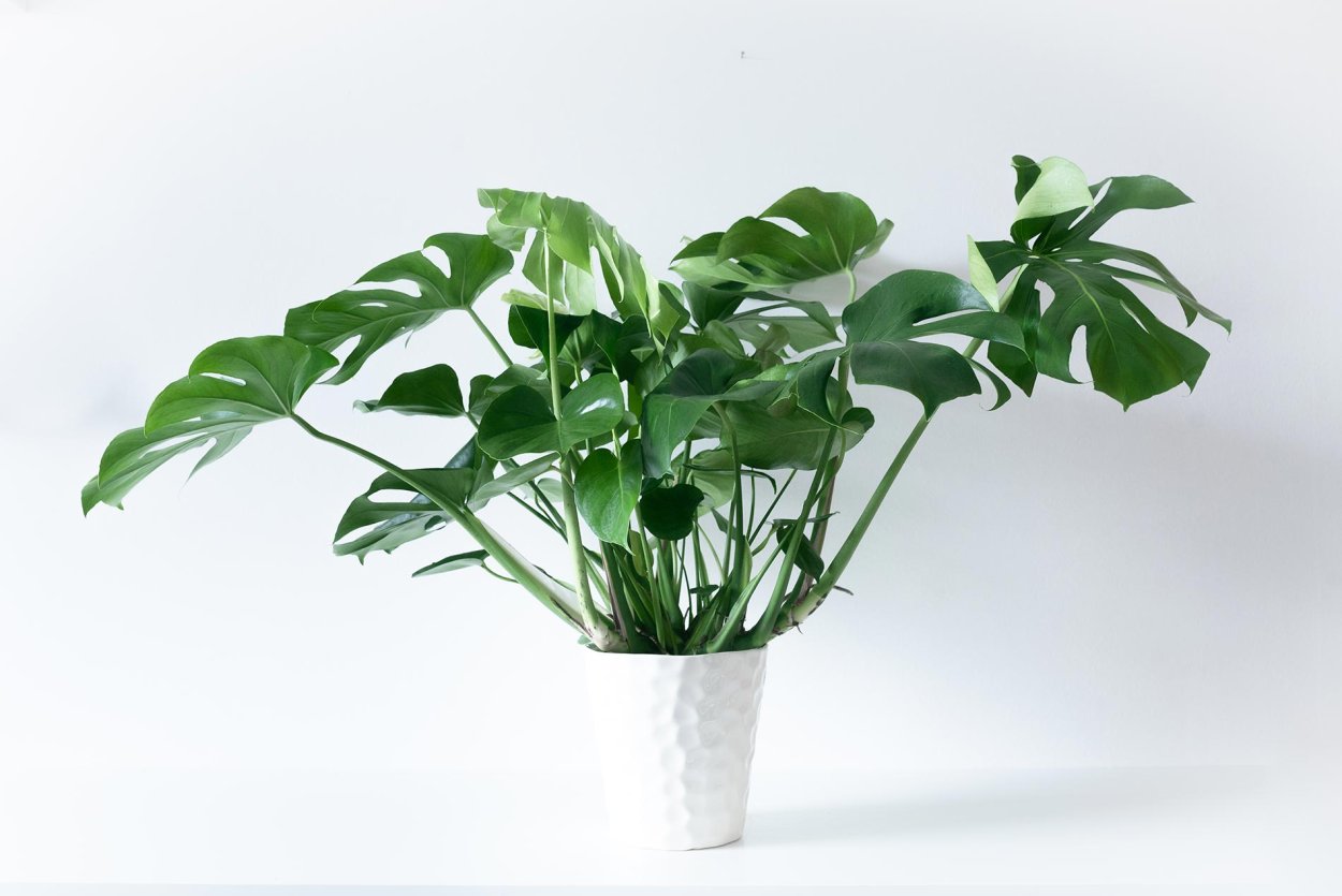Монстера Делициоза (Monstera deliciosa)