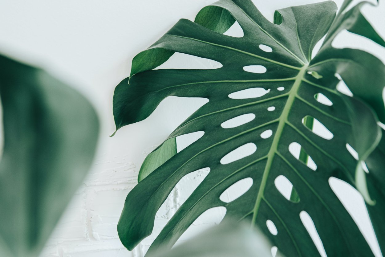Монстера деликатесная (Monstera deliciosa)