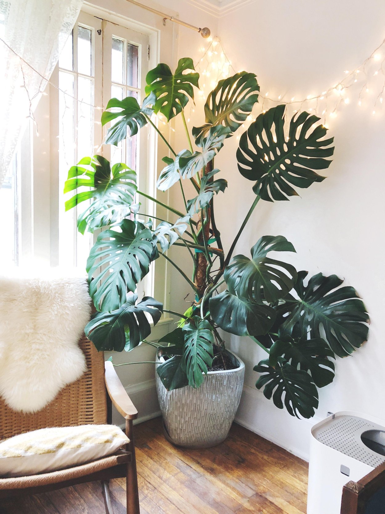 Монстера деликатесная (Monstera deliciosa)