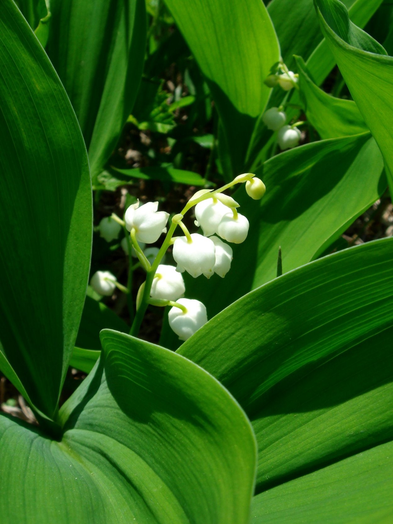 Ландыш горный Convallaria Montana