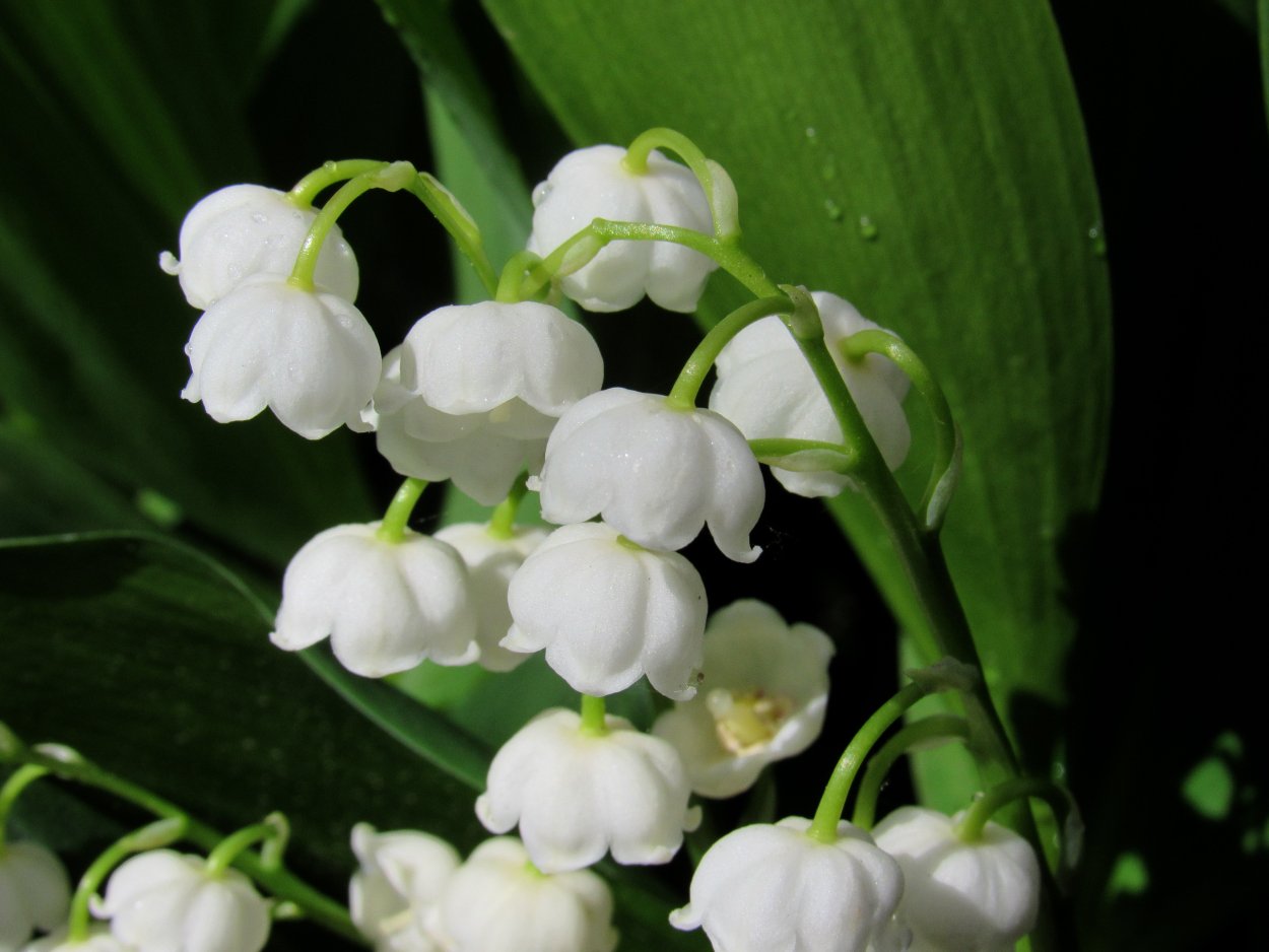 Ландыш Майский "grandiflora"