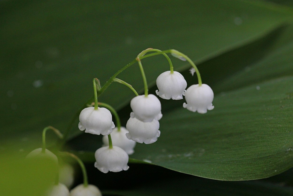 Ландыш Майский "grandiflora"