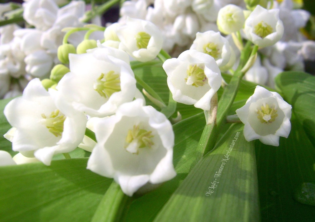 Ландыш горный Convallaria Montana