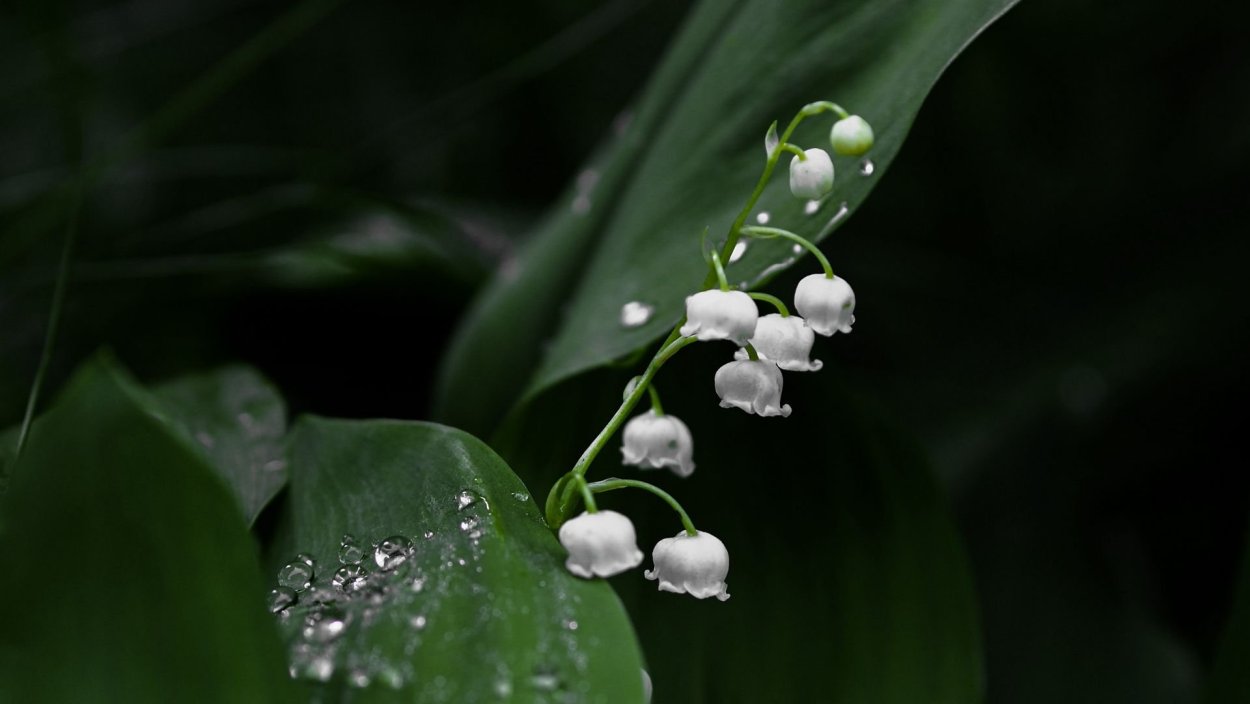 Ландыш Майский (Convallaria Majalis)