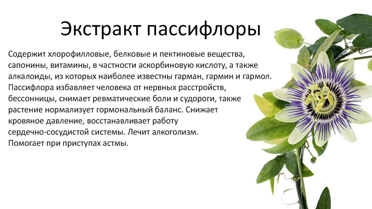 Пассифлора розовая