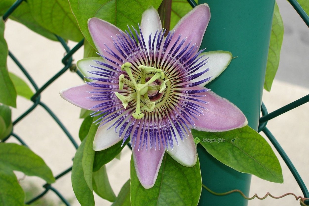 Эвкалипт пассифлора зелень