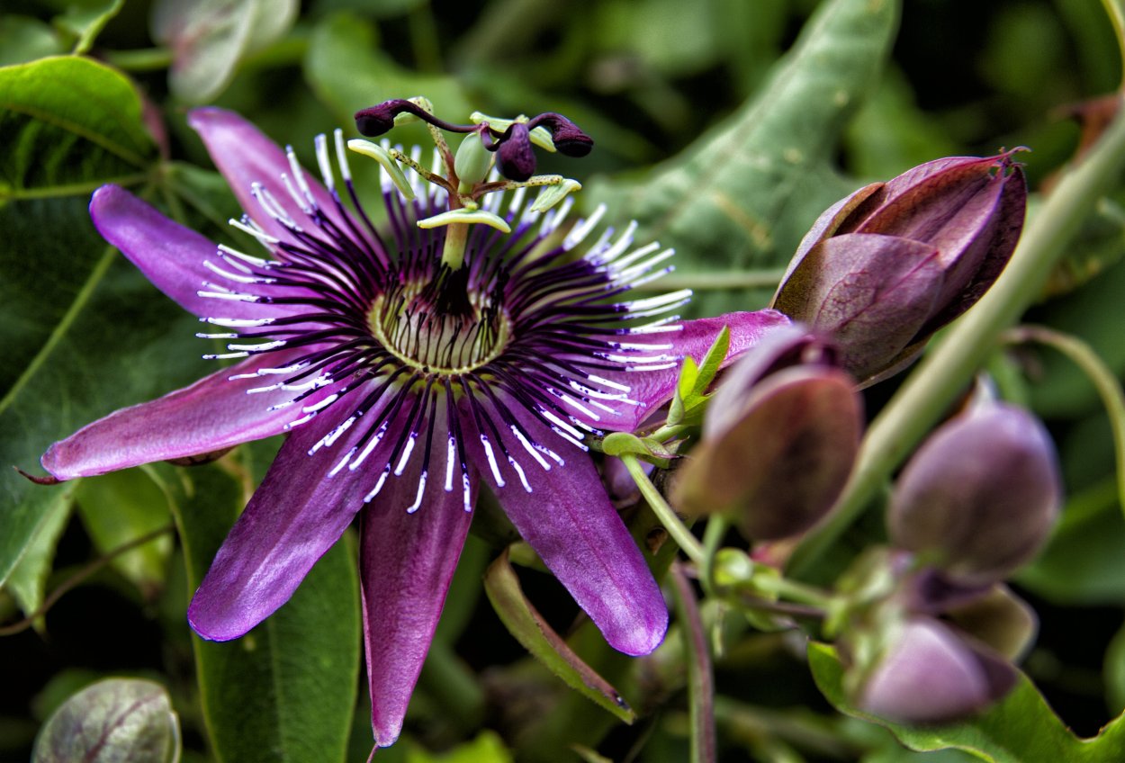 Пассифлора медемоус
